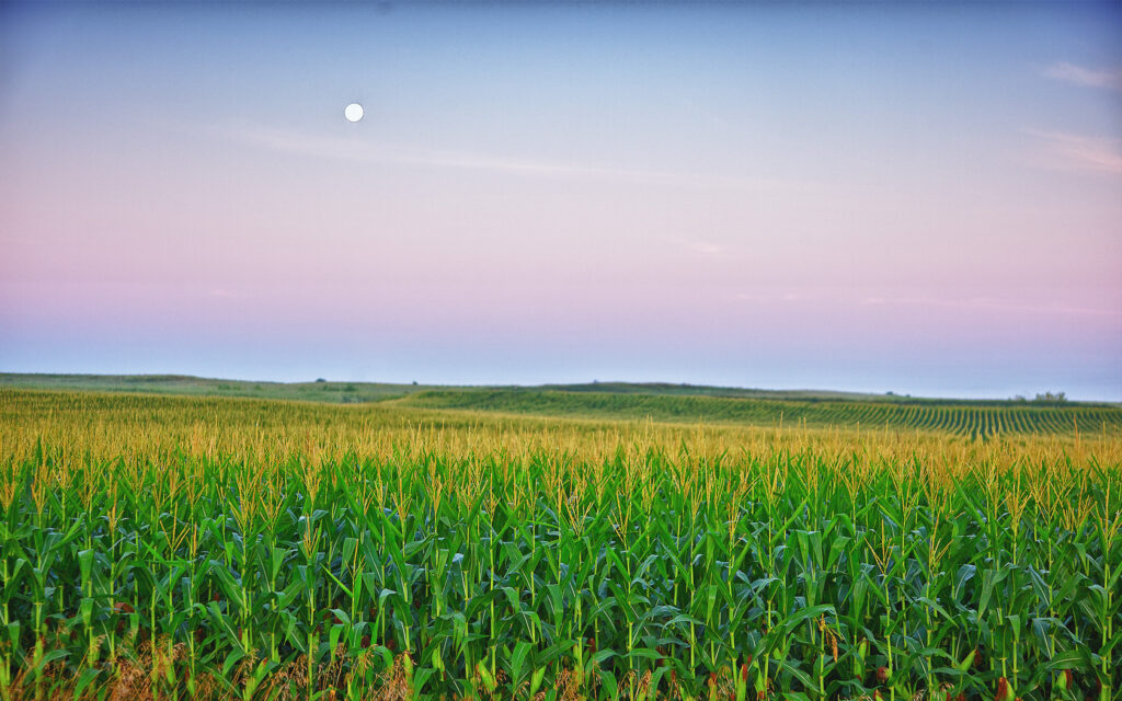 cornfields