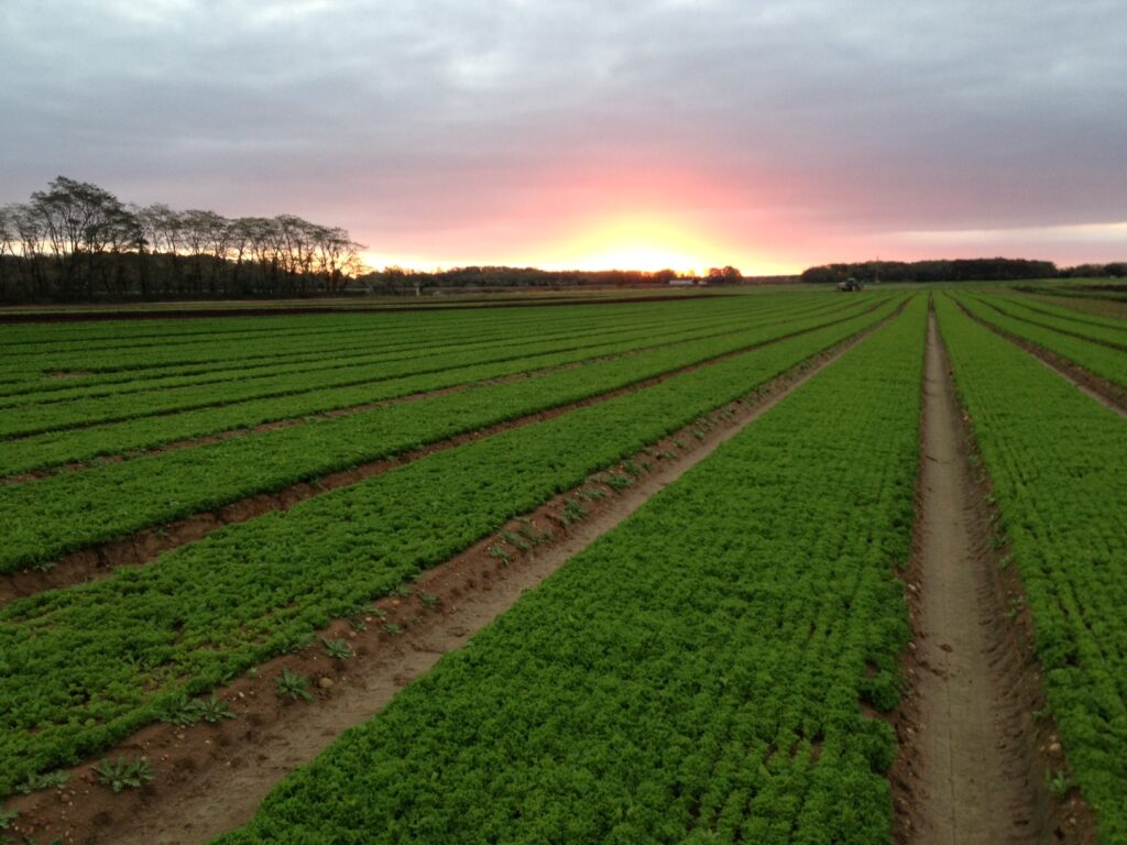 Satur Farms at Sunrise