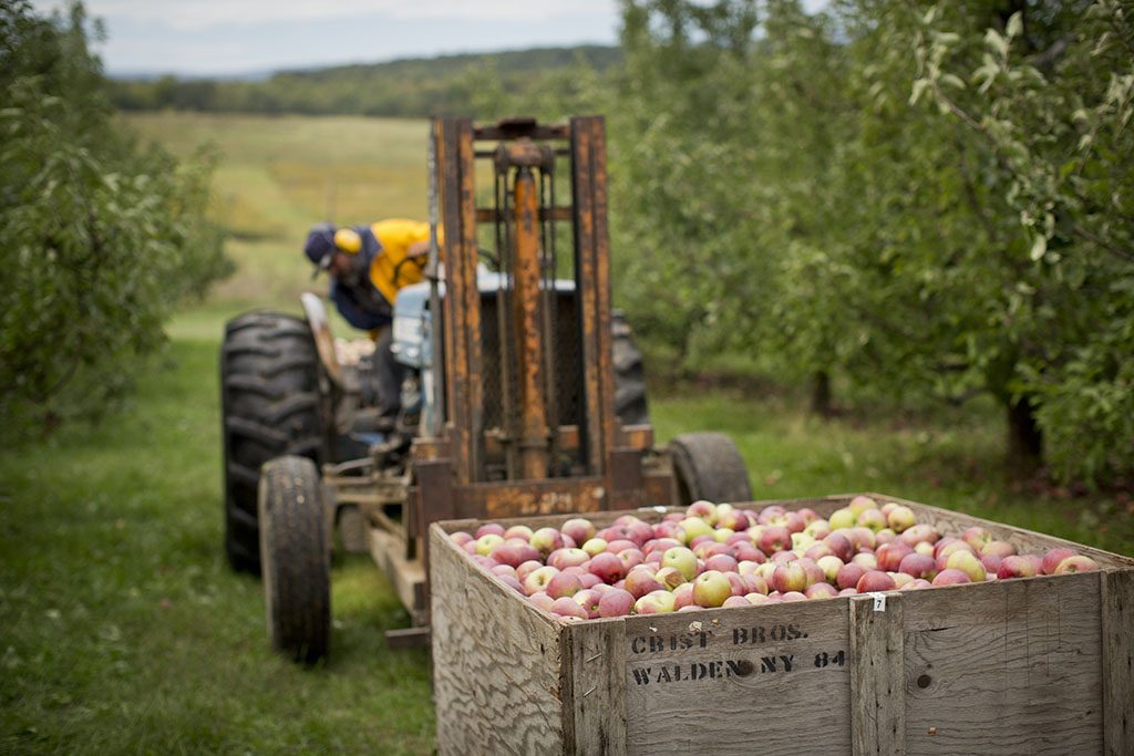 The apple orchard in Walder, New York