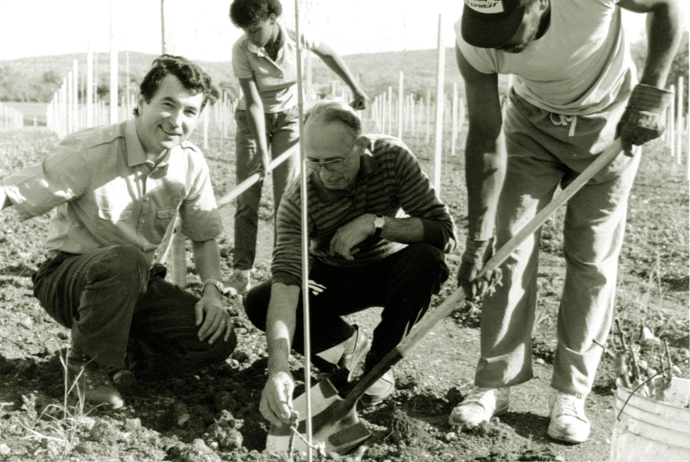 First grape plantings at Barboursville Vineyards in the 1970s