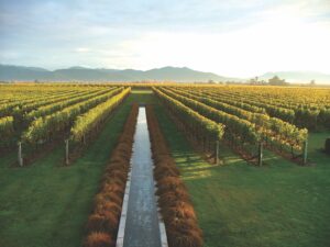 New Zealand’s Villa Maria Celebrates Sixty Years and a Fruitful Future