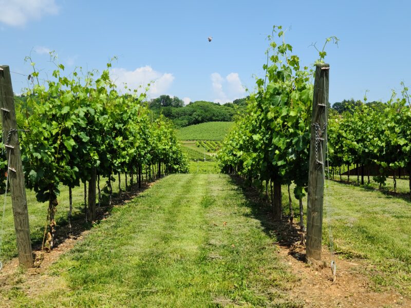 Giusti vineyards, Abazia Estate - Glera grapes used to make Asolo Prosecco Superiore D.O.C.G. wines