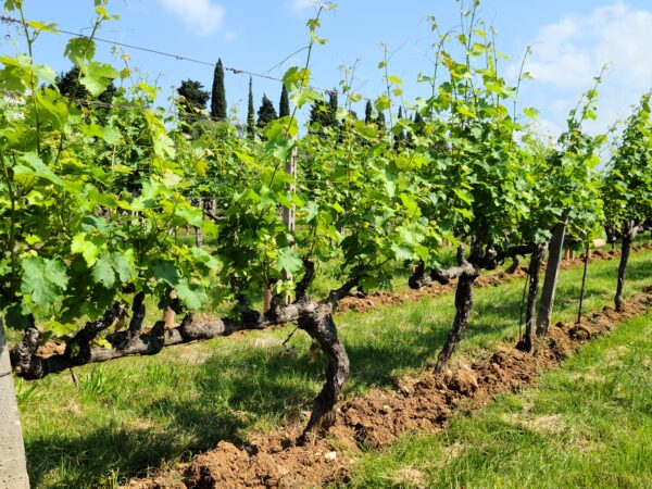 Allegrini Vineyards near Villa della Torre and Verona
