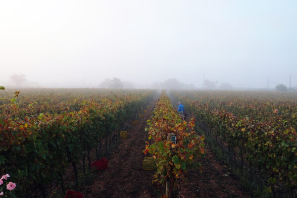 page 115 – Puglia, autumn ( I Pastini, Valle d’Itria, Puglia, Italy. Photo: Courtesy of I Pàstini)