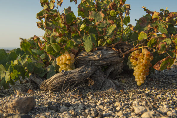 page 88 – Hatzidakis, Santorini vine. (Hatzidakis Winery, Santorini, Greece. Photo: Courtesy ofHatzidakis Winery)