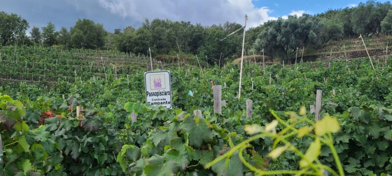 Passopisciaro vineyard in Contrade Rampante 