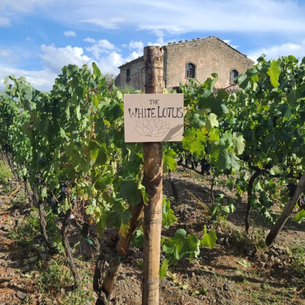 Season 2 of the HBO series "White Lotus" was filmed in Sicily and included scenes shot at Planeta. The winery is a popular stop for wine-loving tourists visiting Etna Nord and Taormina.