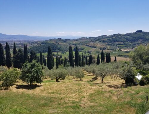 Tuscan Field Trips: DOCG Carmignano