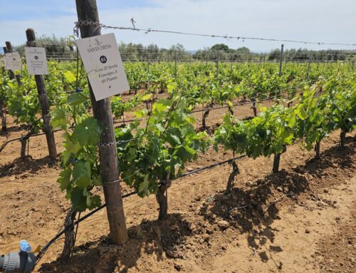 Traveling Sicily’s Cerasuolo di Vittoria DOCG Wine Trail