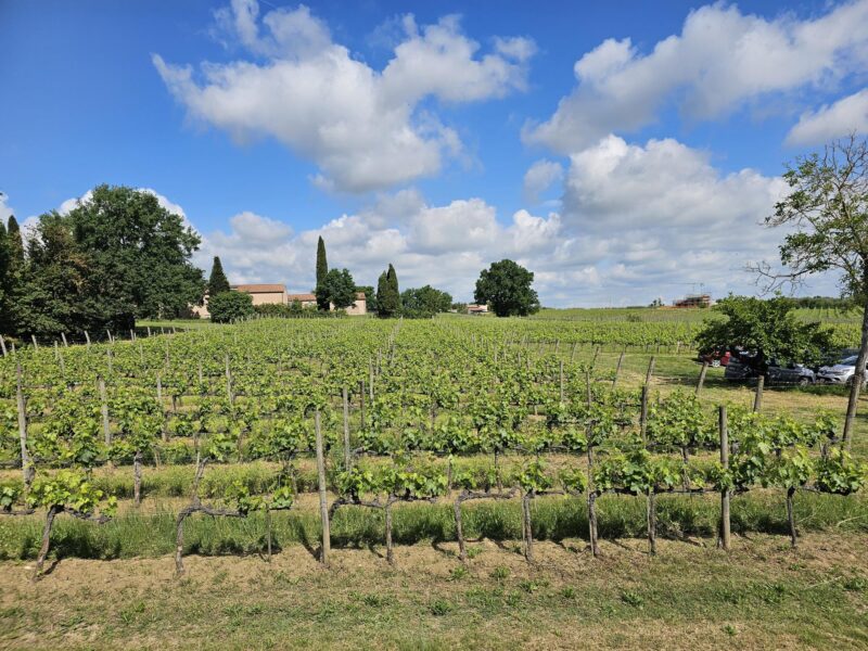 A view of the vineyards at Villa Svetoni