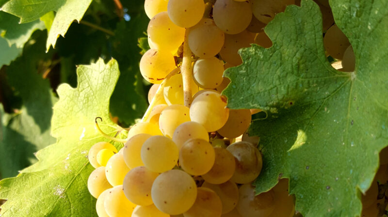 A cluster of Greco di Tufo grapes