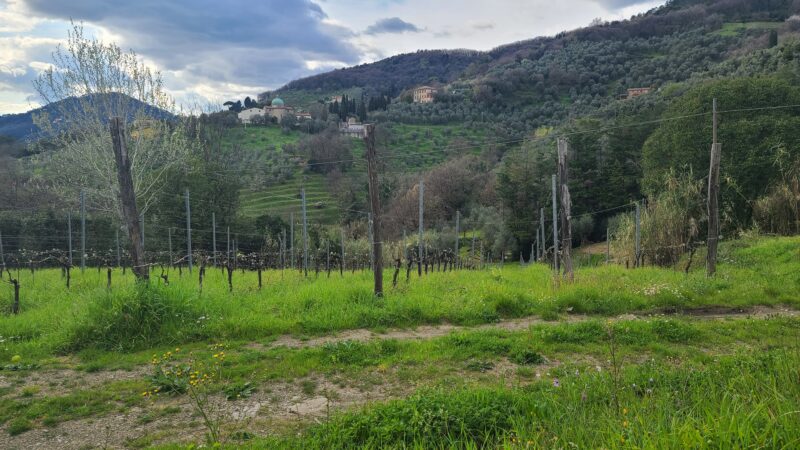 Vineyards for Calafata in the Colline Lucchese