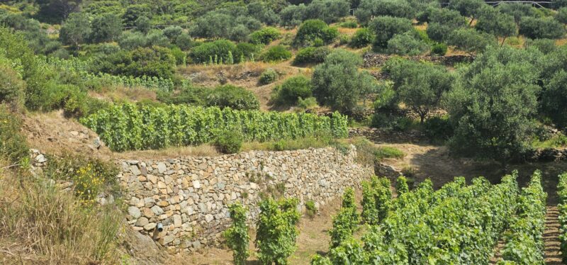 Terraced vineyards fortified by stone walls at Gorgona 