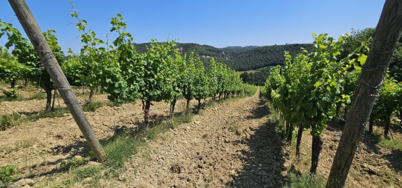 Vineyards at Argillae Winery in the northwest of Orvieto are characterized by clay and sand which also form the hilly slopes in the area known as "calanchi." Photo: Melanie Young