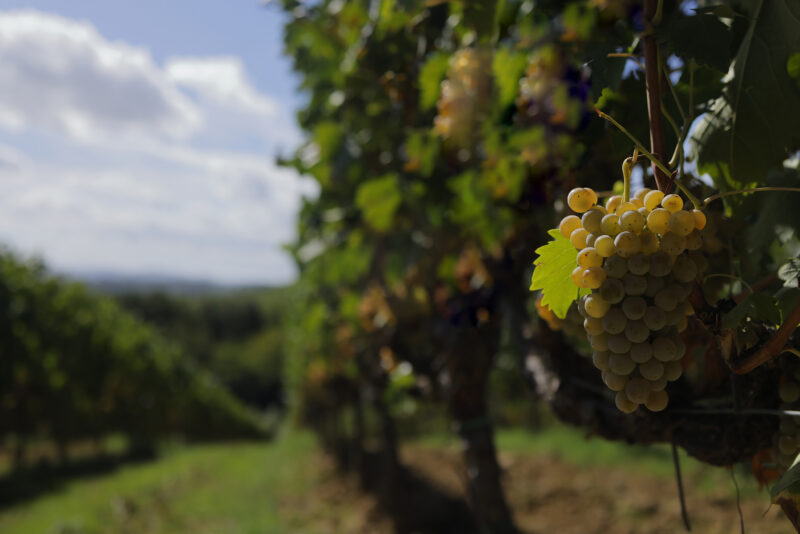 Vernaccia di San Gimignano vineyard. Photo: Consorzio del Vino Vernaccia di San Gimignano