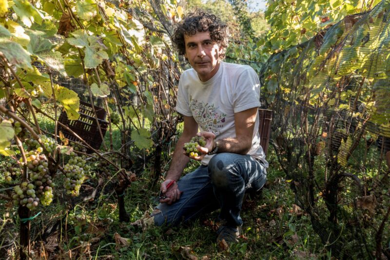 Andrea Elmi in vineyards