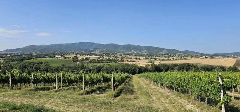 Vineyards at Le Cimate Photo: Melanie Young