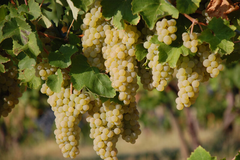 The Spergola variety is local to the Scandiano region in Emilia-Romagna