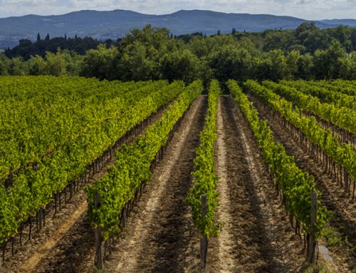 Valdarno di Sopra: Elegant Wines in a Country Chic Setting