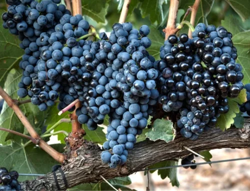 Spanish Red Wines Beyond Tempranillo- Five Varieties To Know