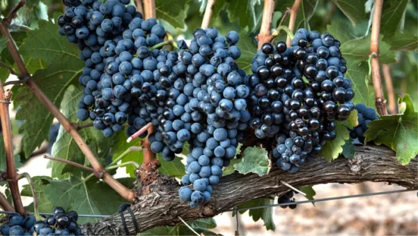 Tempranillo