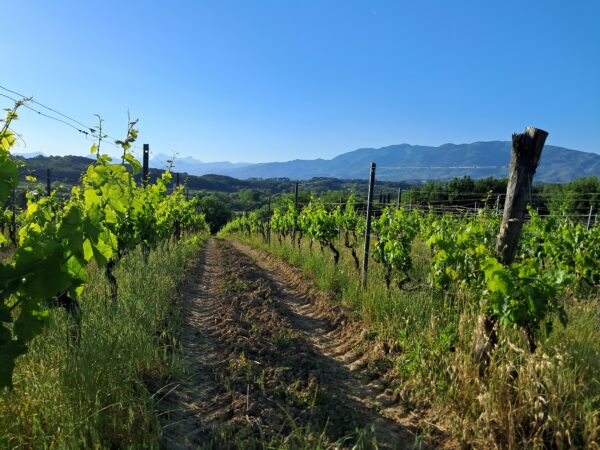 Vineyards with a view at Azienda Agricola Enzo Carmignani