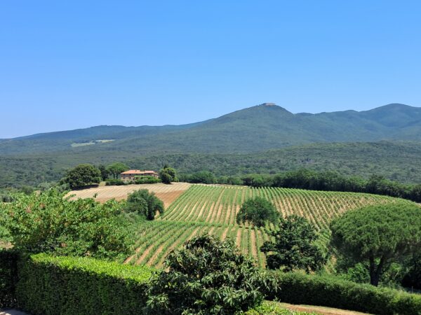 Bolgheri DOC landscape