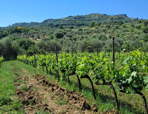 Volcanic Wines of Mount Amiata – Montecucco Sangiovese DOCG