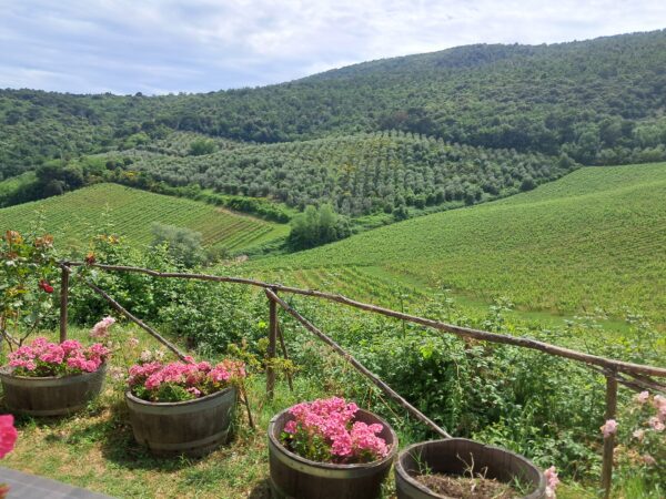 View of the vineyards at Fattoria di Fugnano