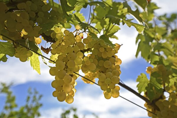 Vernaccia di San Gimignano clusters Photo: La Lastra winery