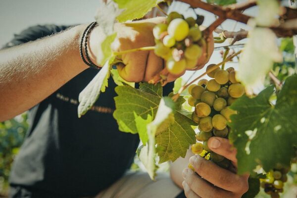Harvesting Savatiano grapes at Domaine Papagiannakos  Website photo