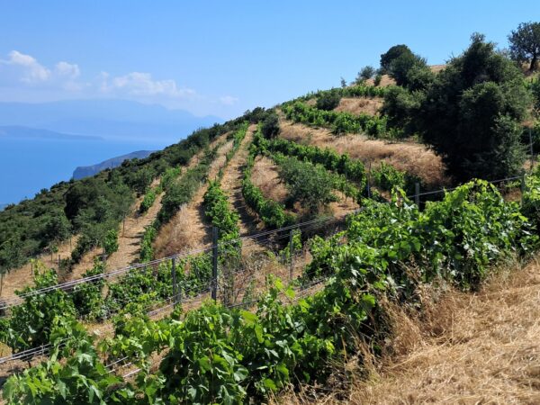 Rouvalis Vineyard
