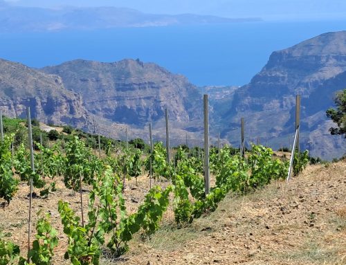 The Road Less Traveled: “Heroic Viticulture” in Greece’s Peloponnese