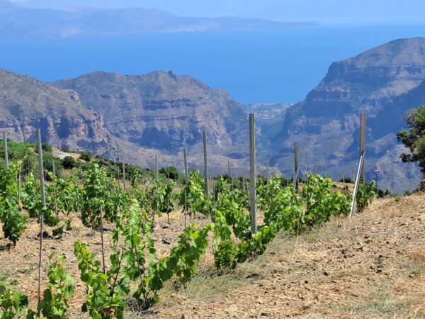 View from the vineyards of Rouvalis. In the distance is the Corinthian Gulf.