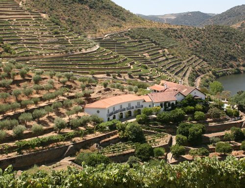 Celebrating 2024 Vintage Ports with Adrian Bridge, CEO, Taylor Fladgate